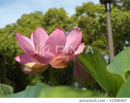 Ogajas in Chiba Park is a pink flower 41906867