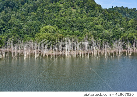 Cibaveri lake of Rumoi dam of Hokkaido 41907020