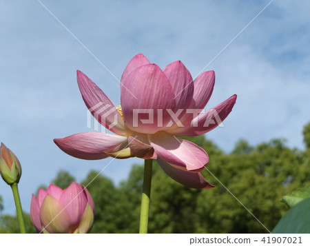Ogajas in Chiba Park is a pink flower 41907021
