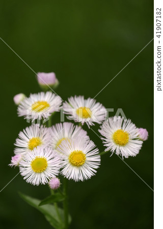 Plant photo Himejion Midoribakku Yamano grass copy space Beauty of weed Delicious Himejion 41907182