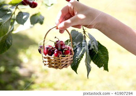 Hands holding freshly picked cherries Hands holding freshly picked cherries 41907294