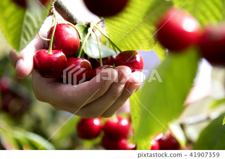 hand holding the fresh cherries hand holding the fresh cherries 41907359