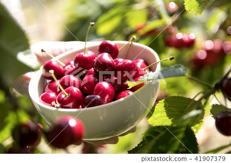 Fresh sweet cherries bowl with leaves 41907379