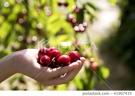 hand holding the fresh cherries hand holding the fresh cherries 41907435