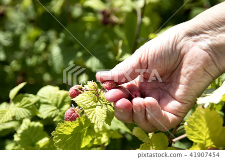 Woman hands with big red raspberries 41907454