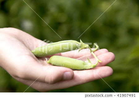 Hand holding fresh green peas Hand holding fresh green peas 41907491