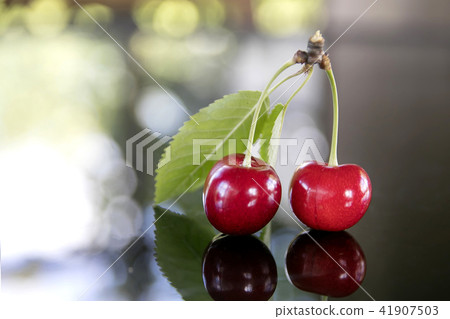 Fresh sweet cherries with leaves Fresh sweet cherries with leaves 41907503
