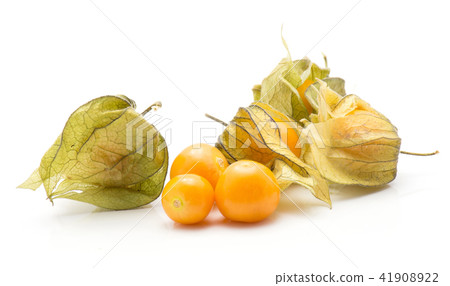 Fresh physalis isolated on white Fresh physalis isolated on white 41908922