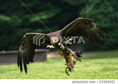 Birds, eagles, raptors Birds, eagles, raptors 41909381