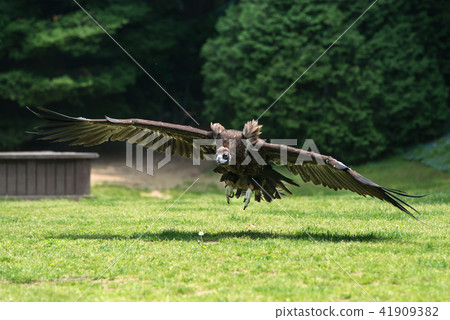 Birds, eagles, raptors Birds, eagles, raptors 41909382