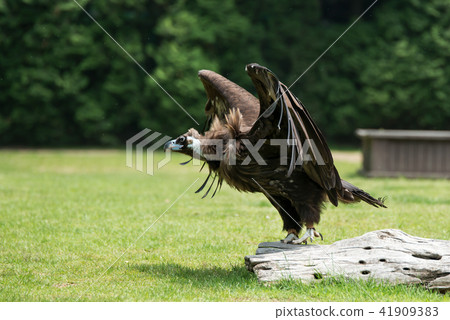 Birds, eagles, raptors Birds, eagles, raptors 41909383