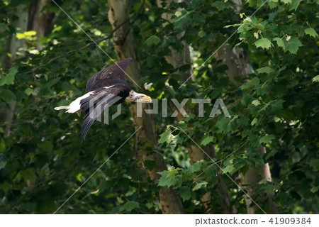 Birds, eagles, raptors Birds, eagles, raptors 41909384