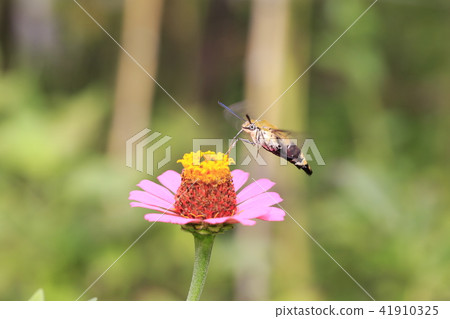 A hawk moth sucking the honey of zinnia A hawk moth sucking the honey of zinnia 41910325