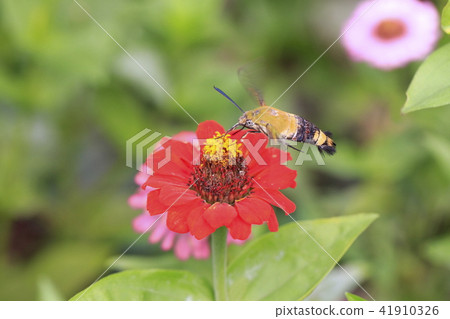 A hawk moth sucking the honey of zinnia A hawk moth sucking the honey of zinnia 41910326