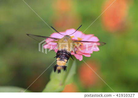 A hawk moth sucking the honey of zinnia A hawk moth sucking the honey of zinnia 41910327
