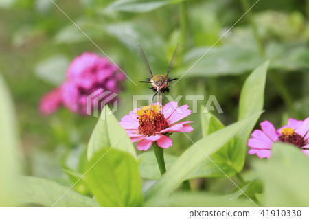 A hawk moth sucking the honey of zinnia A hawk moth sucking the honey of zinnia 41910330