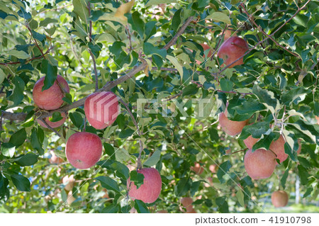 Apples Tree 41910798