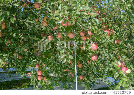 Apples Tree 41910799