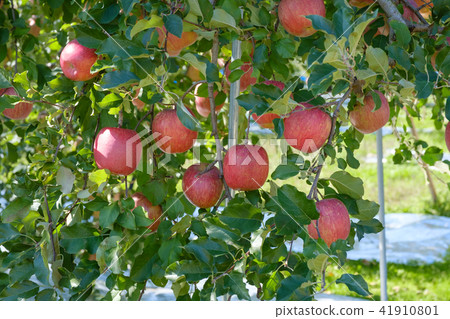 Apples Tree 41910801