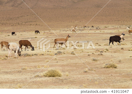 Bolivian llama breeding,Bolivia 41911047