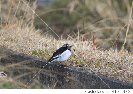 One Sega Sekirei standing in the side groove next to the rice field One Sega Sekirei standing in the side groove next to the rice field 41911480