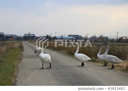 Swallowtail who moves from rice field to next rice field Swallowtail who moves from rice field to next rice field 41911481
