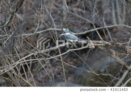 One yam ceremony resting on branches of dead trees upstream of the river 41911483
