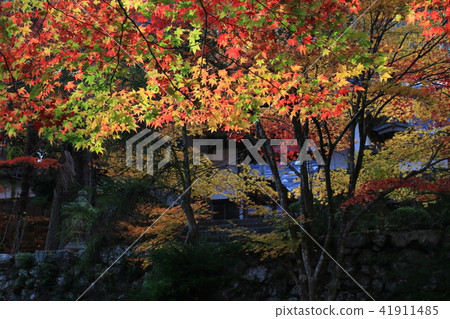 The moment the sun shone for a moment on the autumnal leaves of a temple on a cloudy day The moment the sun shone for a moment on the autumnal leaves of a temple on a cloudy day 41911485