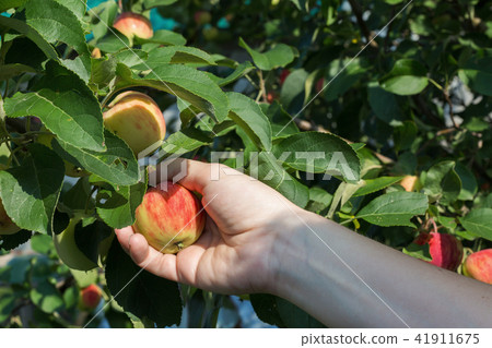 A woman hand picking a red ripe apple from the apple tree A woman hand picking a red ripe apple from the apple tree 41911675