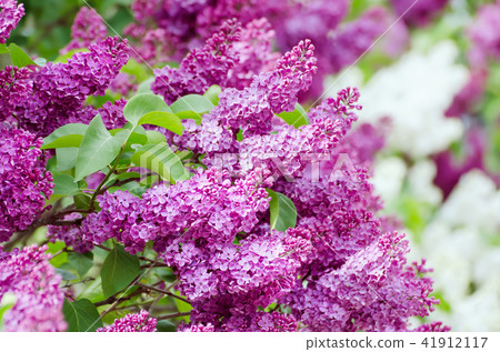 Spring lilac flowers Spring lilac flowers 41912117