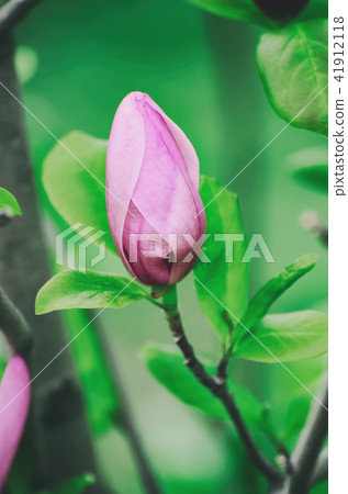 Magnolia flower bud Magnolia flower bud 41912118