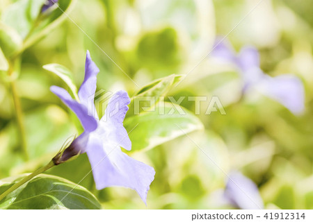 Turnishitis花 41912314