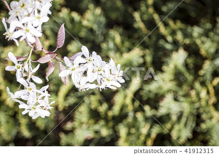 六月漿果花 41912315