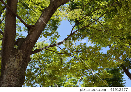 Sunlight through the fresh green 41912377