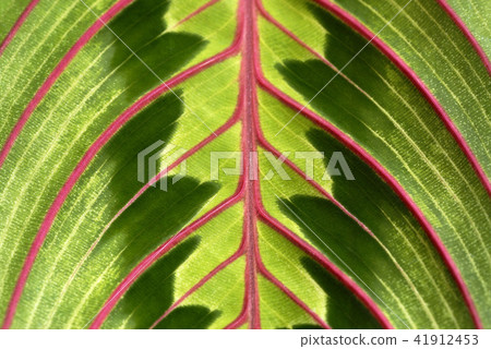 Maranta 41912453