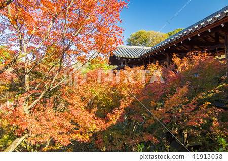 秋葉在京都（Tofukuji Tsutenobashi） 41913058