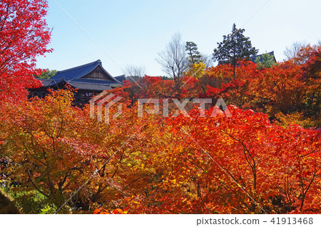 秋天的京都(東福寺的秋葉) 秋天的京都(東福寺的秋葉) 41913468