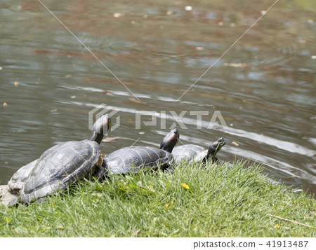 Red sea turtles lined up to dry 41913487
