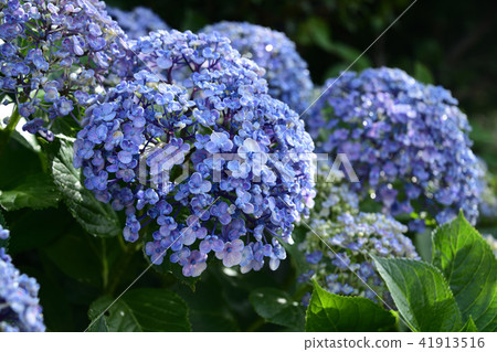 繡球 繡球 41913516