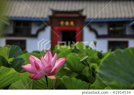 古厝荷花 41914534