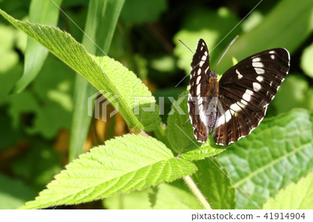 Asamama Ichimonji 41914904