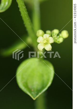 天然植物茜草，細微的亮片指向莖上。這將涉及其他植物 41914905