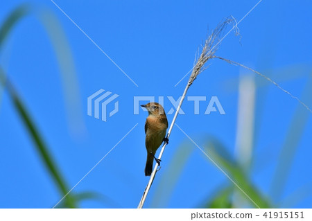 Nobataki while taking a break 41915151