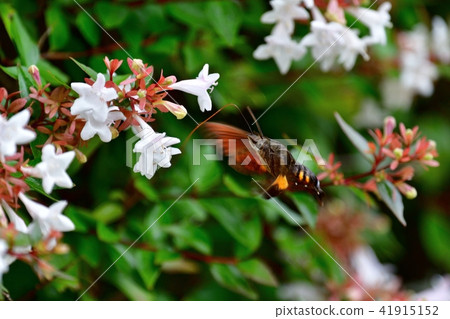 Hojaku to eat while hovering 41915152