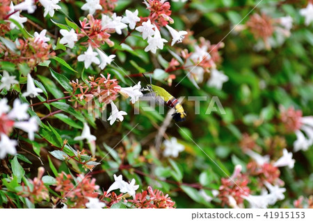 Scarecrow eating while hovering 41915153