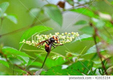 Ferious hornbow while taking a break 41915154