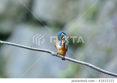 A kingfisher's young bird in the relaxing mode A kingfisher's young bird in the relaxing mode 41915155