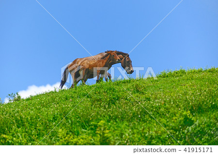 宮崎縣宮島市，崎崎馬pres馬推定母子 41915171