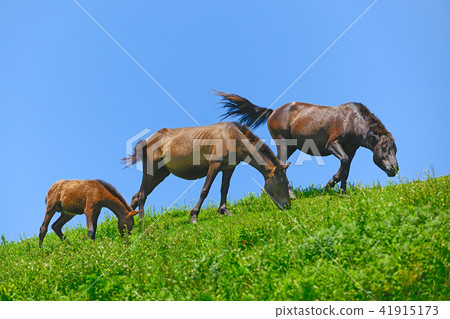宮崎縣宮島市，Miyaki Ma估計探測器 41915173