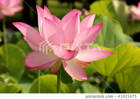 粉紅色的蓮花，華麗的顏色'古蓮花沒有佐藤'（1） 41915475